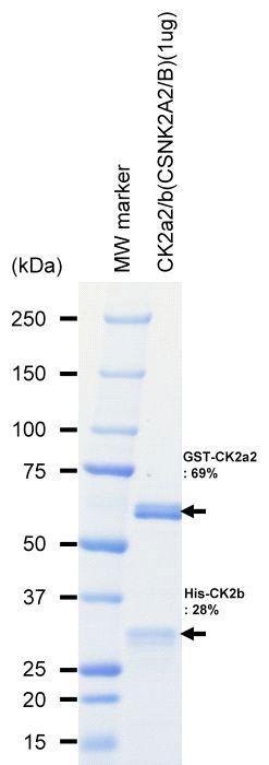 The purity was assessed by SDS-PAGE/CBB staining.